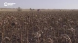 Как украинские аграрии убирают урожай рядом с линией фронта 